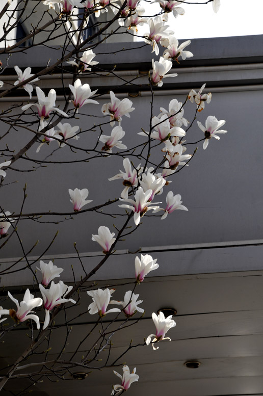 玉兰花开