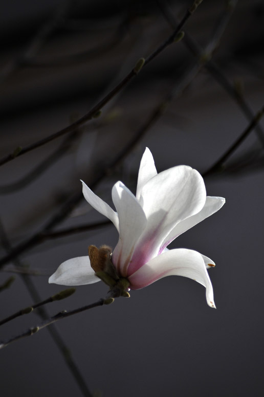 玉兰花开