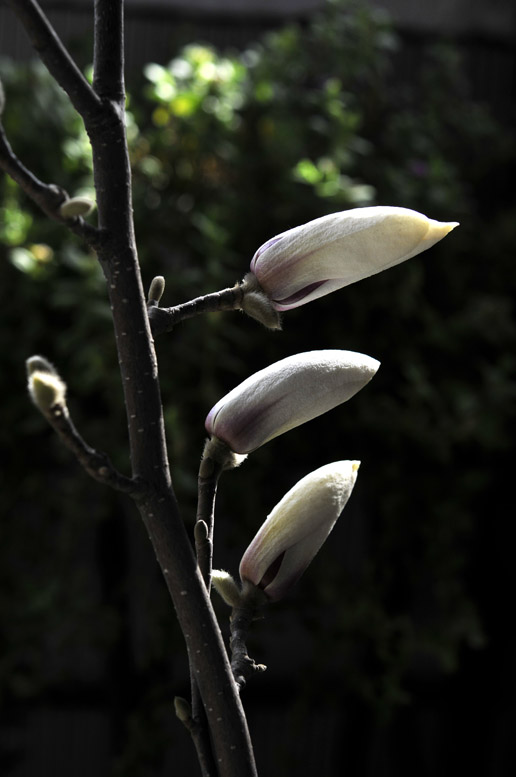 玉兰花开