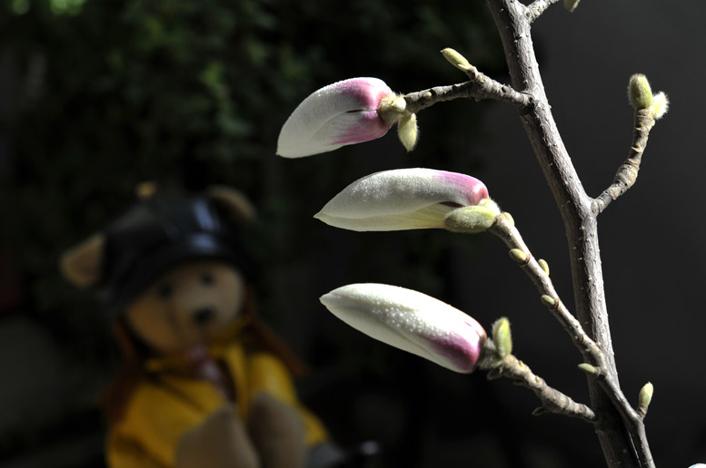 玉兰花开