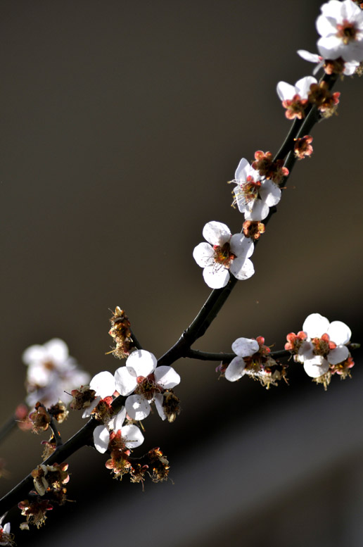 将要凋零的小花