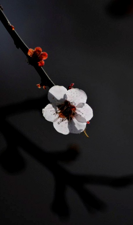 将要凋零的小花