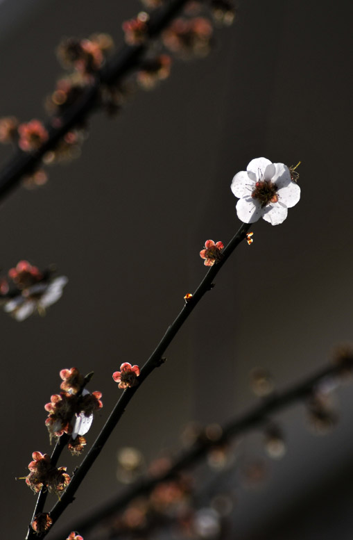 将要凋零的小花