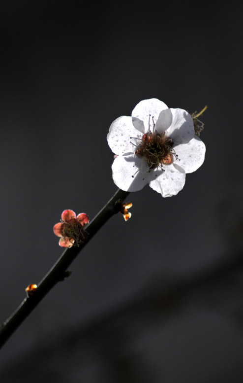 将要凋零的小花