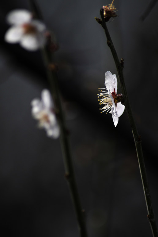 将要凋零的小花