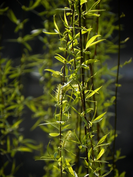 [原创]几朵花和一个看手相的老头。