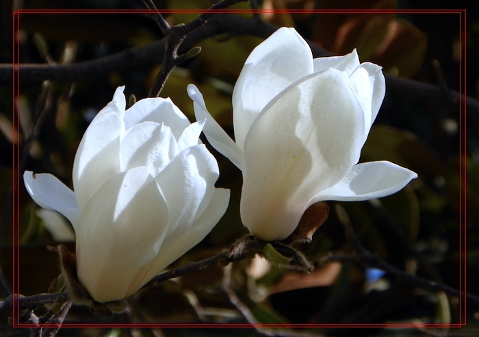 [原创]几朵花和一个看手相的老头。