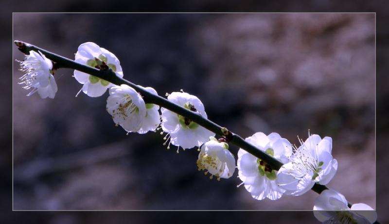 [原创]几朵花和一个看手相的老头。