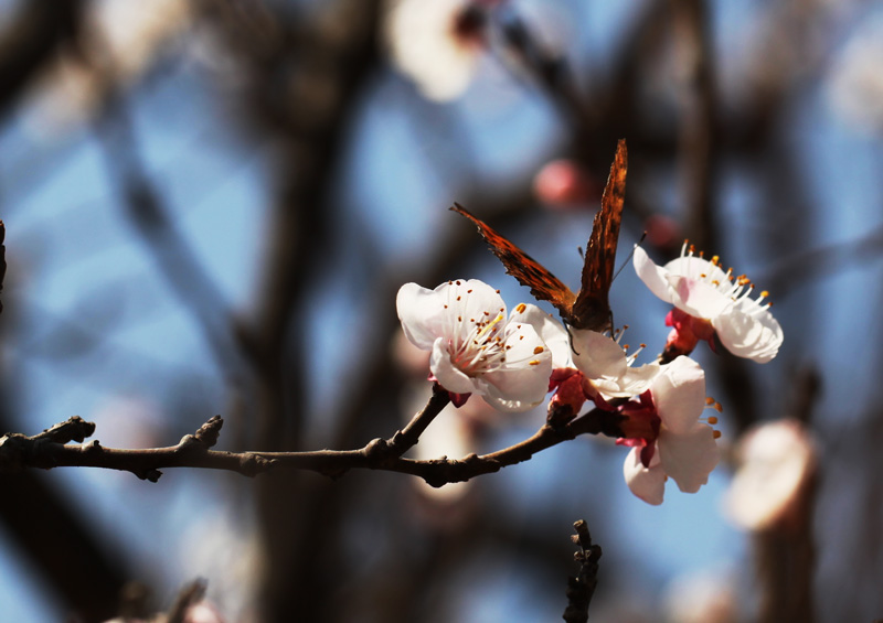 蝶恋花