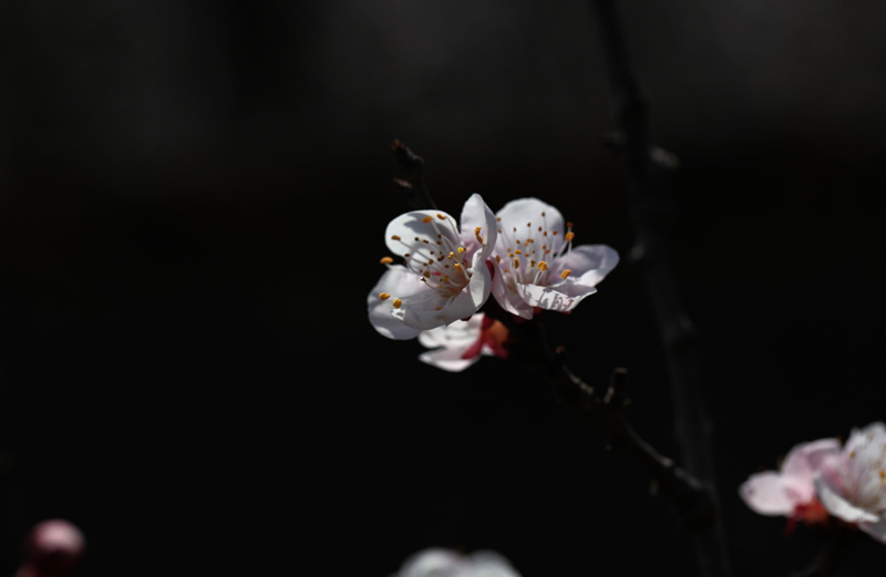 春上枝头