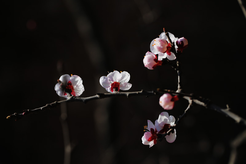 春上枝头