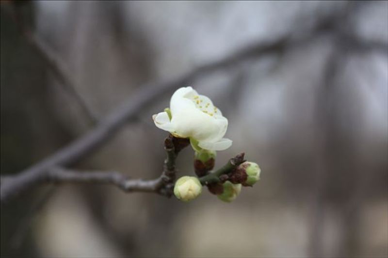 婺源采花