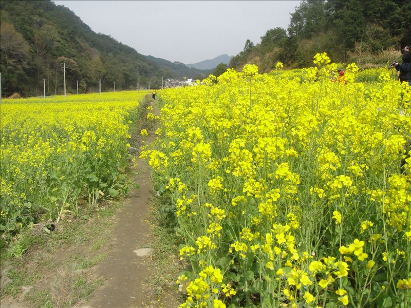 婺源采花