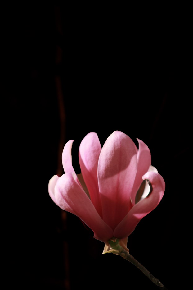 玉兰花开