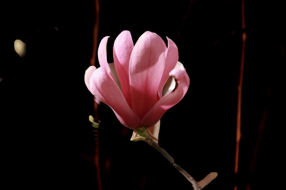 玉兰花开