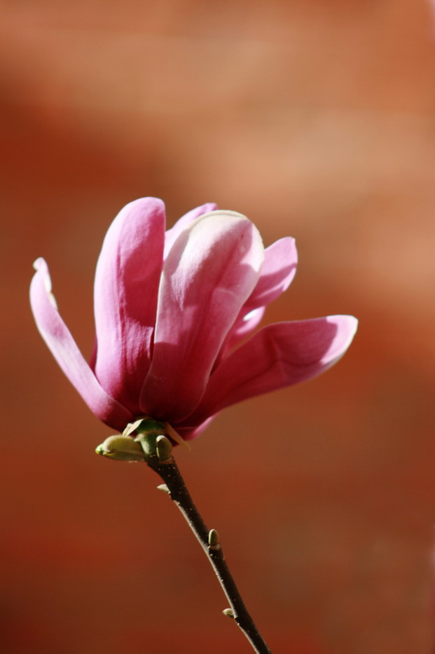 玉兰花开