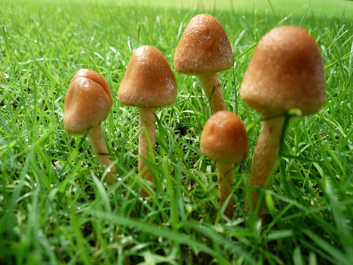 草地.蘑菇