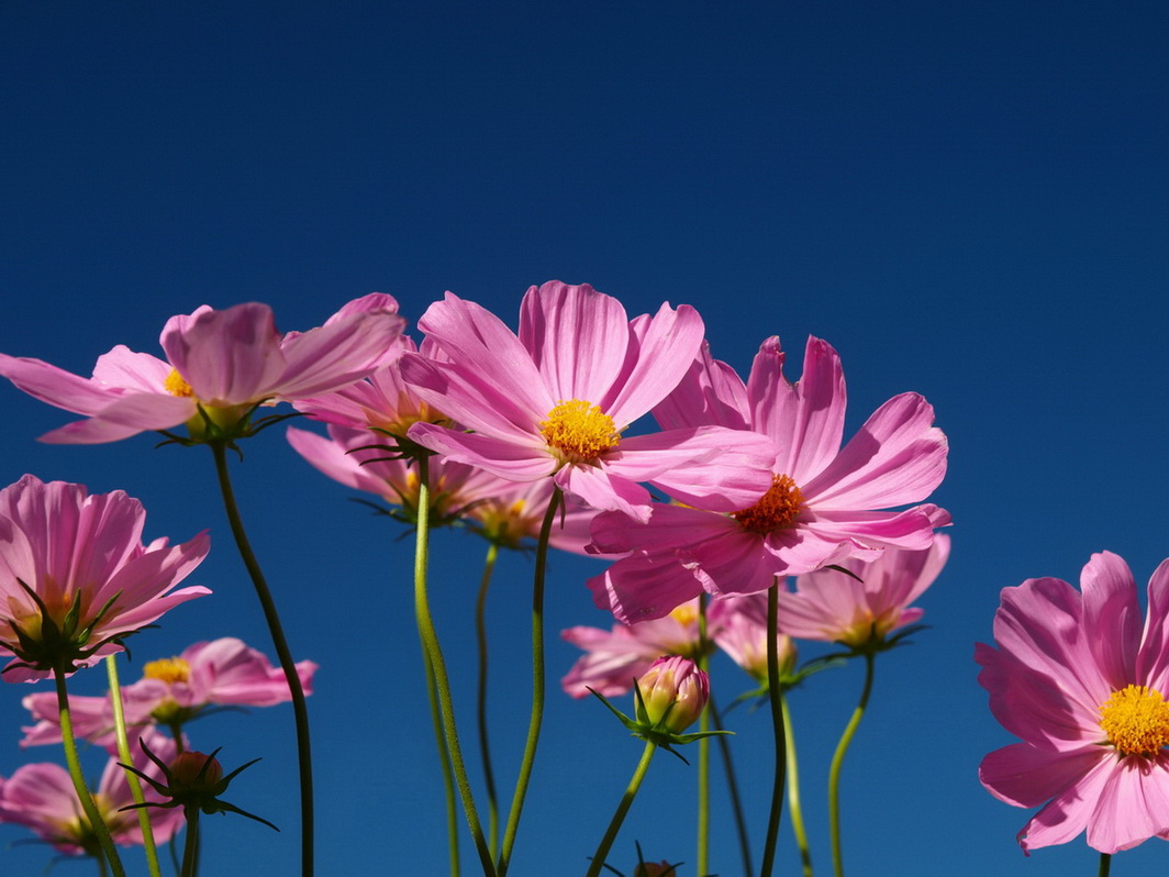 [原创]有花有动物