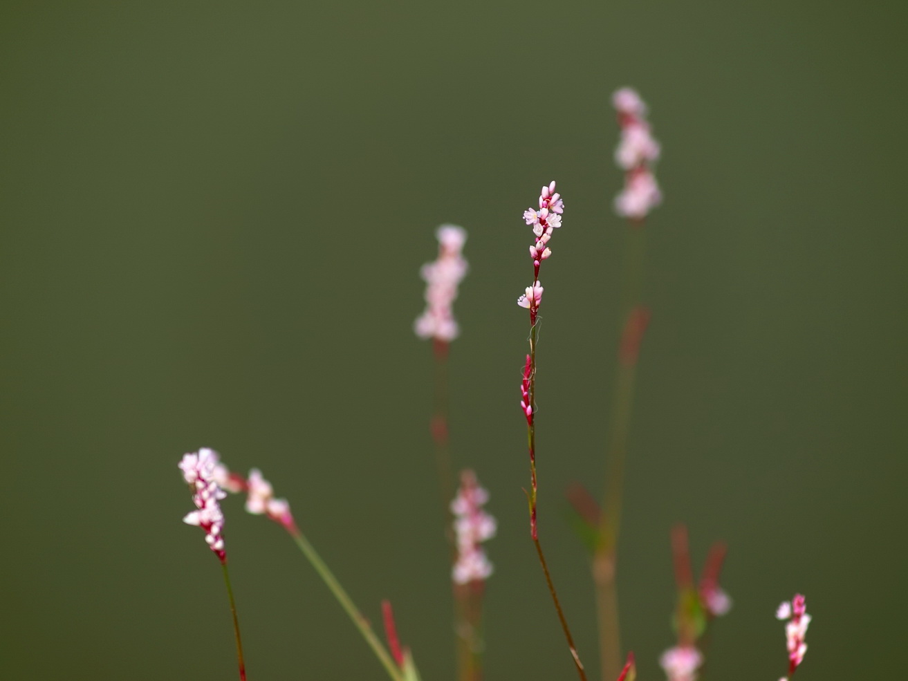 [原创]有花有动物