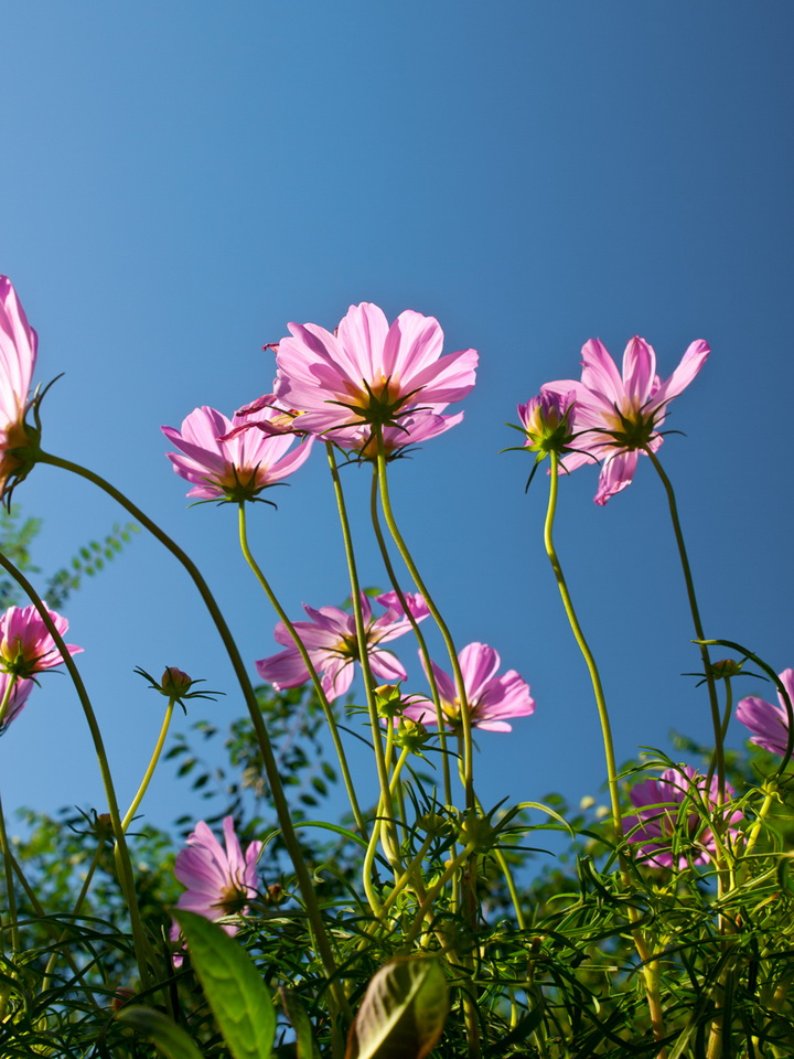 [原创]有花有动物