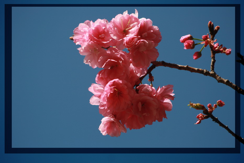 樱花