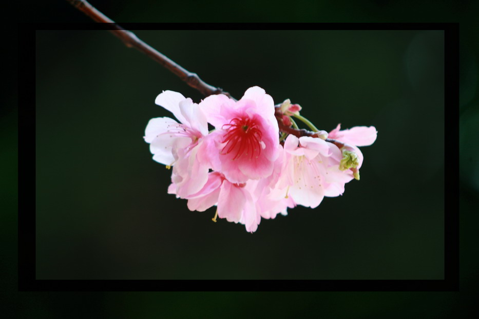 樱花