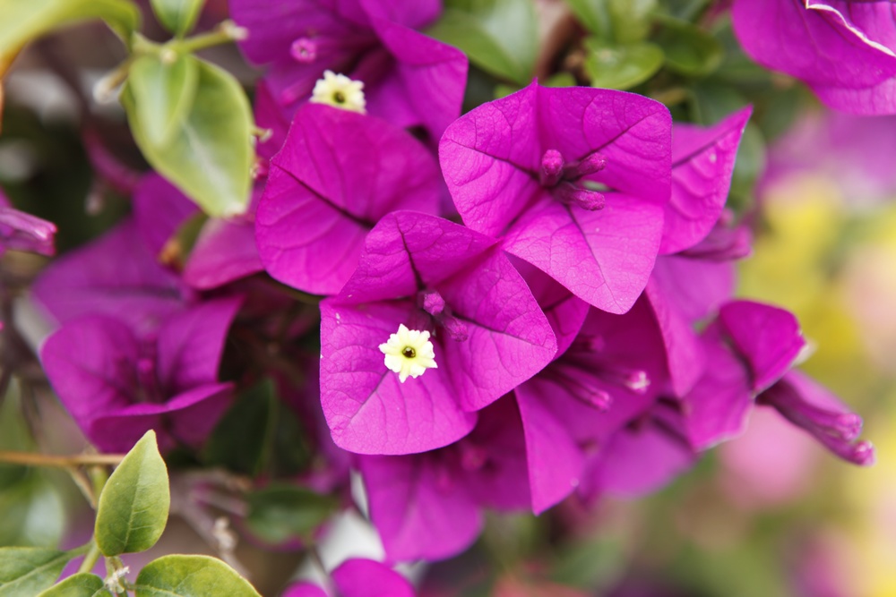 云南花卉
