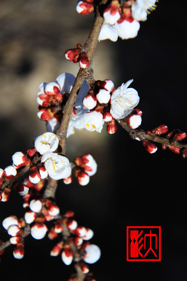 花中漫步