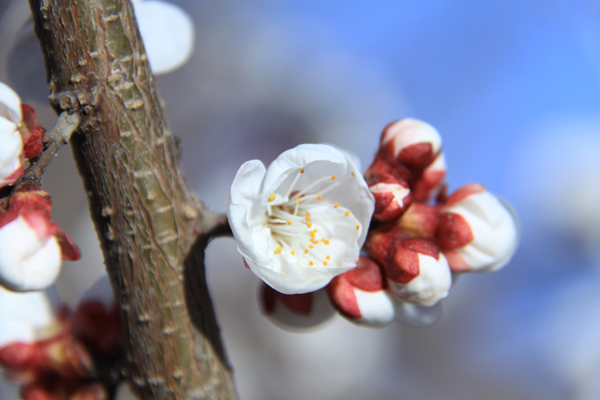花中漫步