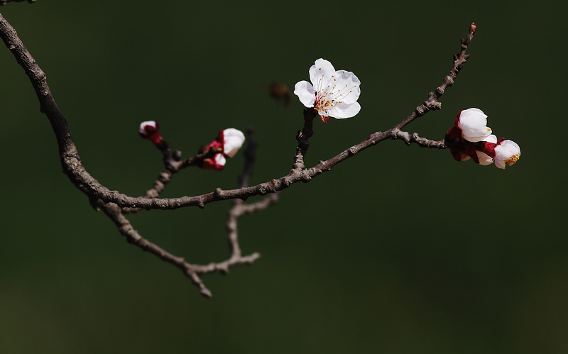 那时花开（不断添加中）