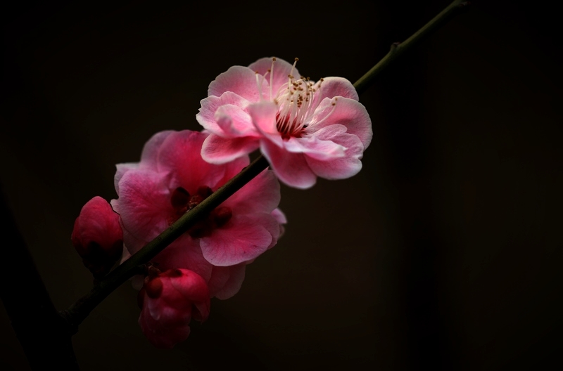 那时花开（不断添加中）