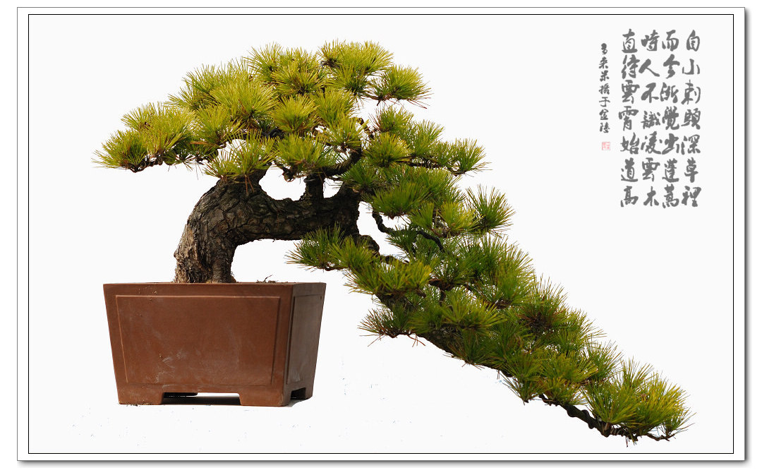 盆景一组