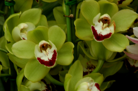 [原创]植物与健康