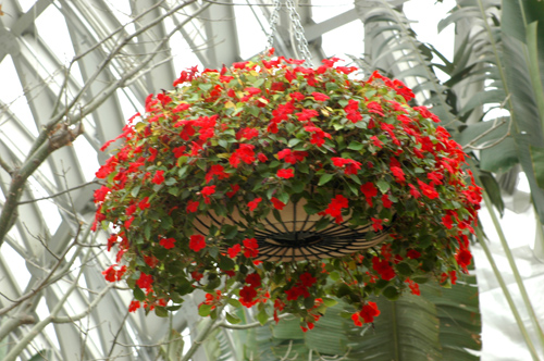 [原创]植物与健康