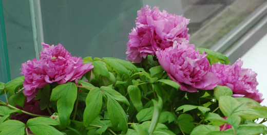 [原创]植物与健康