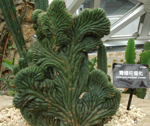 [原创]植物与健康