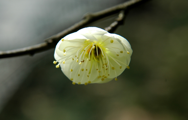 [原创]植物与健康