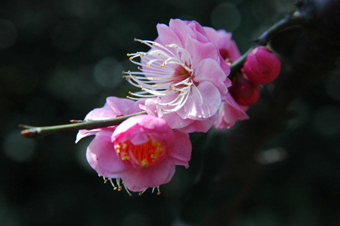 [原创]植物与健康