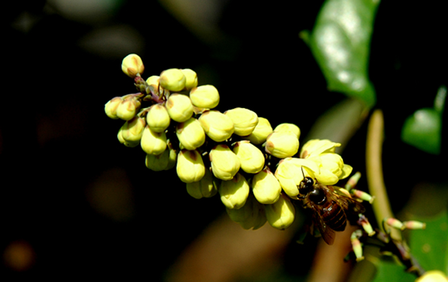 [原创]植物与健康