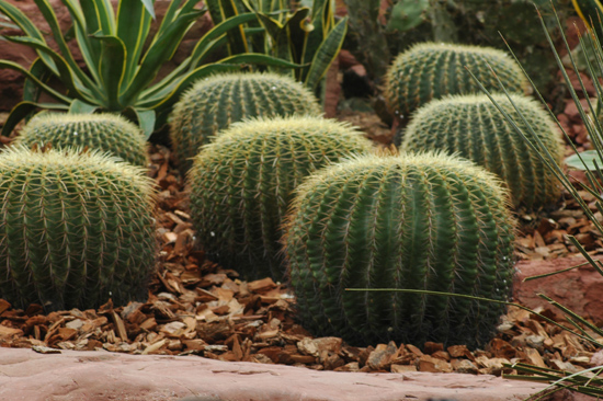 [原创]植物与健康