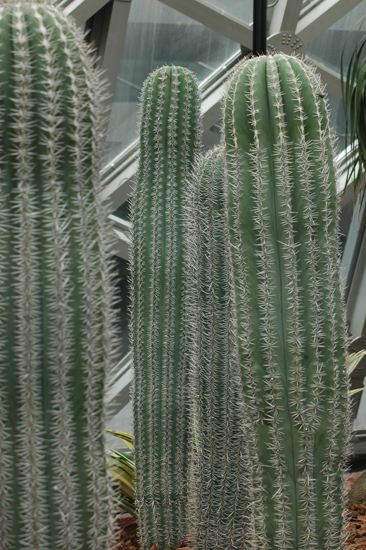 [原创]植物与健康