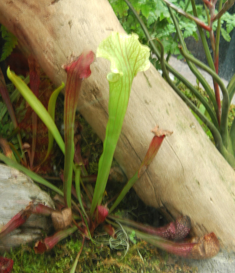 [原创]植物与健康