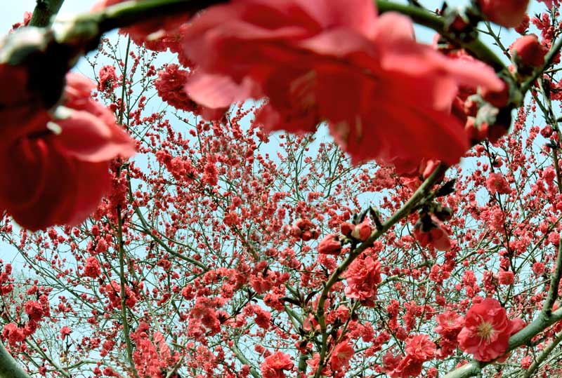桃花依旧笑春风（戚城公园）