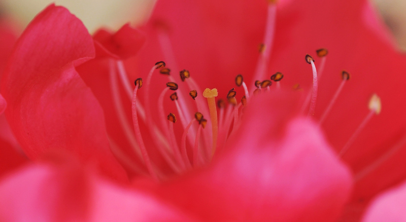 桃花依旧笑春风（戚城公园）
