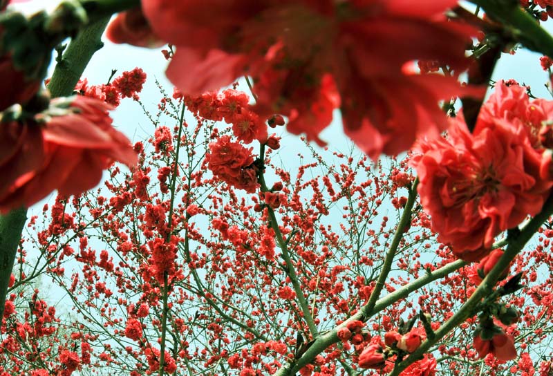 桃花依旧笑春风（戚城公园）