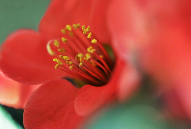 桃花依旧笑春风（戚城公园）