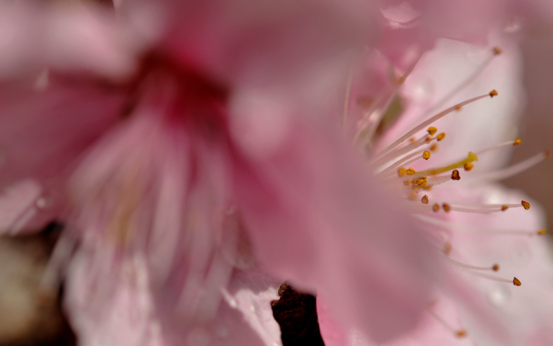 桃花依旧笑春风（戚城公园）