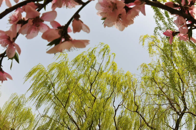 桃花依旧笑春风（戚城公园）