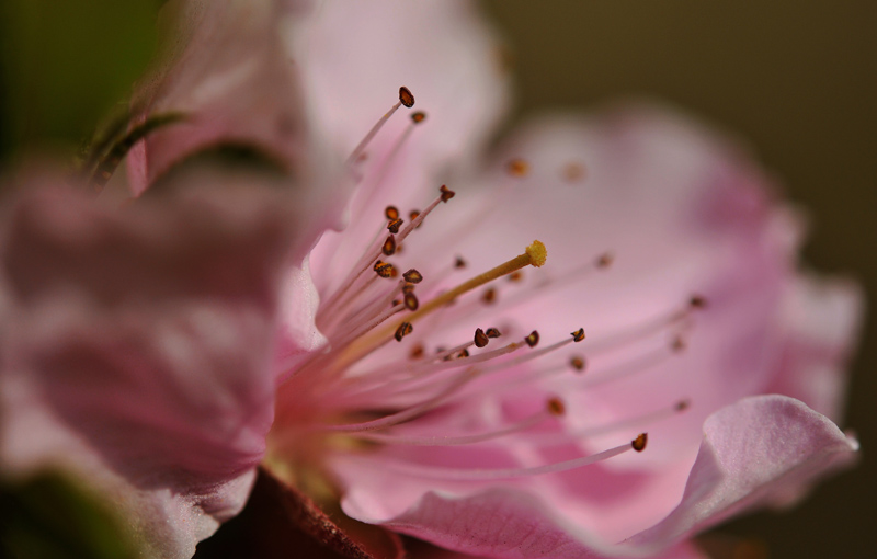 桃花依旧笑春风（戚城公园）