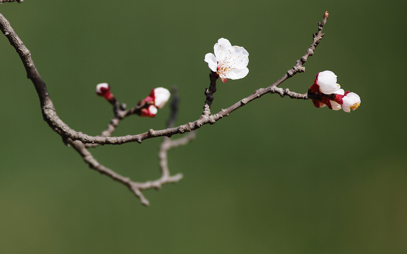 那时花开（不断添加中）